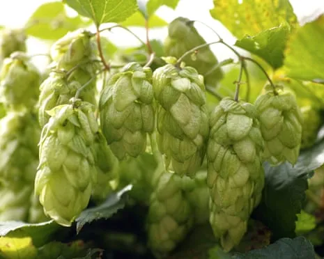 Build A Custom Beer Garden: Growing Hops Proves to Be Straightforward and Satisfying